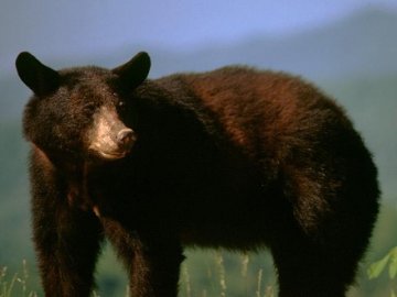 Hunting black bear in Maine will get you lots of meat - Here are hunting tips and recipes from a Maine Citizen for Bear Hunting and Eating Bear.